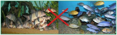 For%20use%20with%20the%20Article%20Why%20Loaches%20Should%20Not%20Be%20Kept%20With%20Malawi%20Cichlids