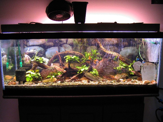 River Fish Tank