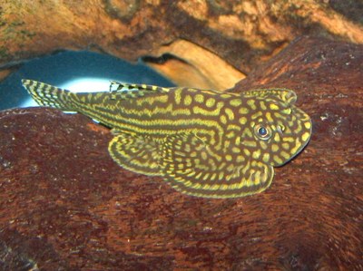 coolest loach ive ever seen!!! Image_preview