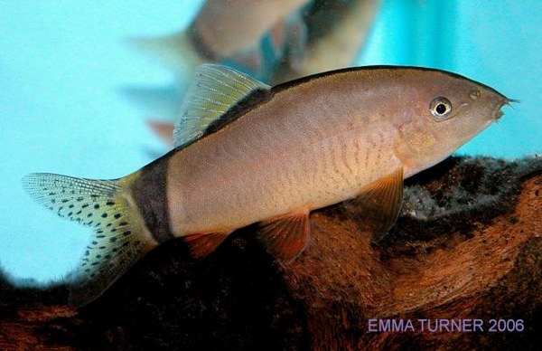 snail eating loach