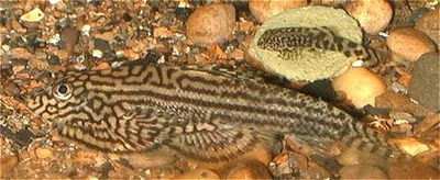 Sewellia adult and fry