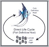 Nematode Direct Life Cycle