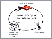 Nematode Indirect Life Cycle 1 