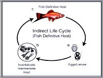 Nematode Indirect Life Cycle 1 