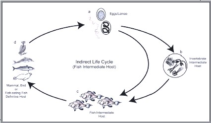 Nematode Indirect Life Cycle 2