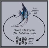 Nematode Direct Life Cycle