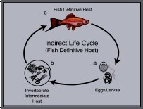 Nematode Indirect Life Cycle 1