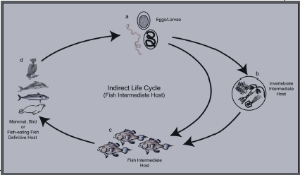 Nematode Indirect Life Cycle 2