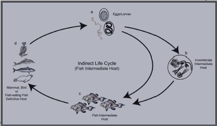 Nematode Indirect Life Cycle 2