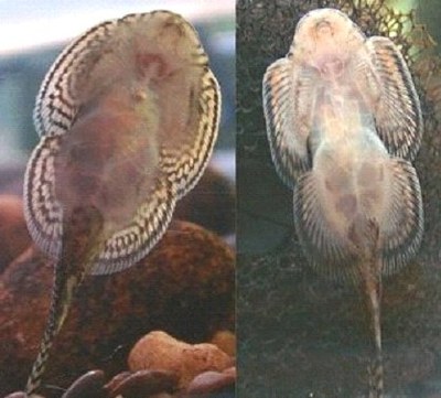 Sewellia male and female