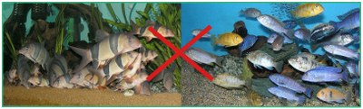 For use with the Article "Why Loaches Should Not Be Kept With Malawi Cichlids"