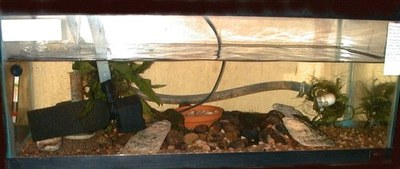 Sewellia spawning tank