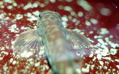 Liniparhomaloptera disparis and Red Algae on stones