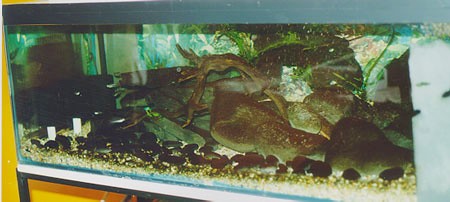 First ever River-Tank setup in England -1998/9