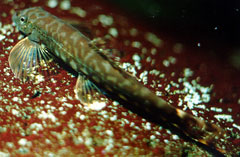 Liniparhomaloptera disparis and Red Algae on stones