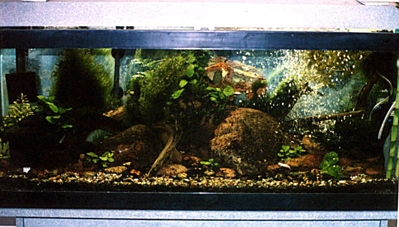 River-Tank - After a few months