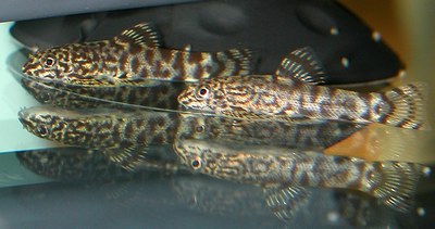 Sewellia fry6