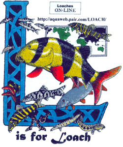 The Loach Almanac - L is for Loach