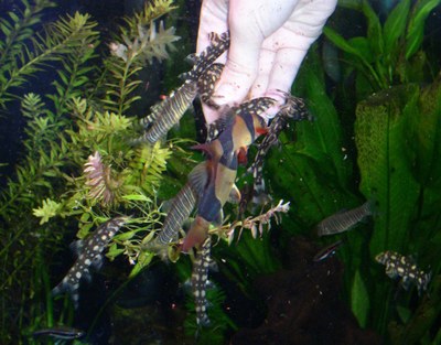 The Loach Almanac - Loaches feeding