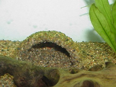 The Loach Almanac - Gravel-covered pot