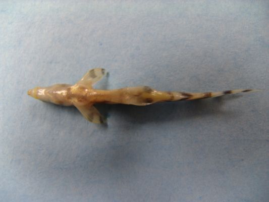 ventral view of sick fish