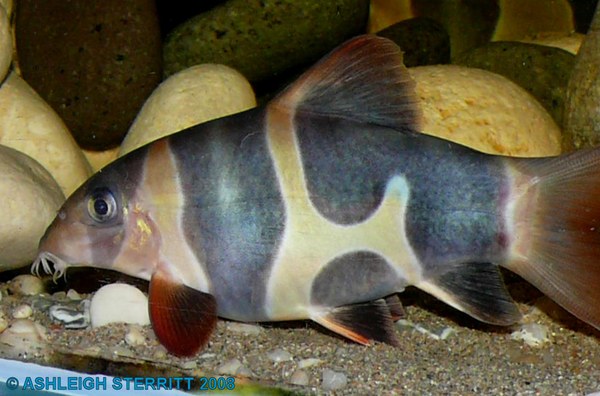 Clown loach with unusual amount of black markings