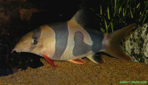 Clown Loach with unusual 'Blotchy' pigmentation