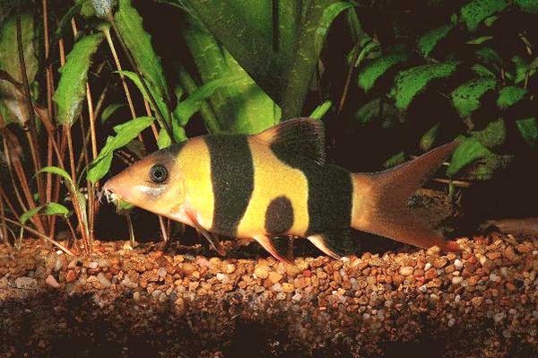 Clown Loach with belly spot