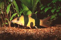 Clown Loach with belly spot