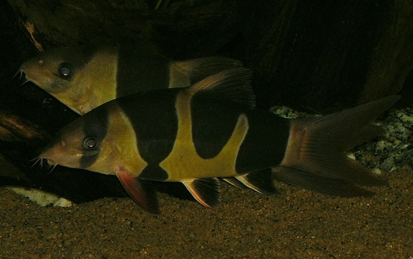 Clown Loach with unusual markings