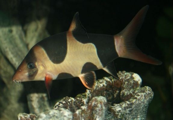 Chromobotia macracanthus - Unusual markings