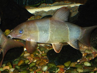 Chromobotia macracanthus grayed out