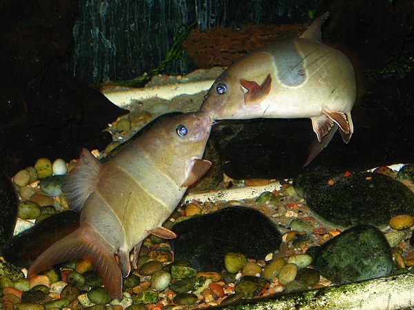 Chromobotia macracanthus jaw-locking during fighting