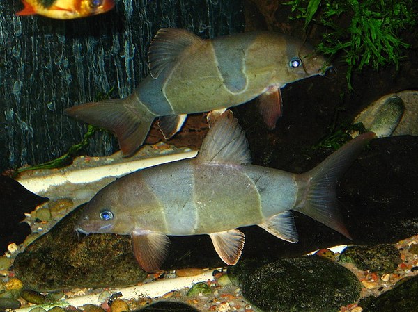 Chromobotia macracanthus fighting