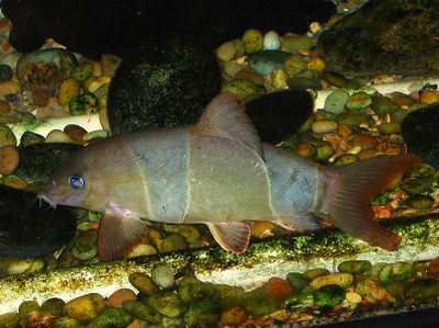 Chromobotia macracanthus grayed out