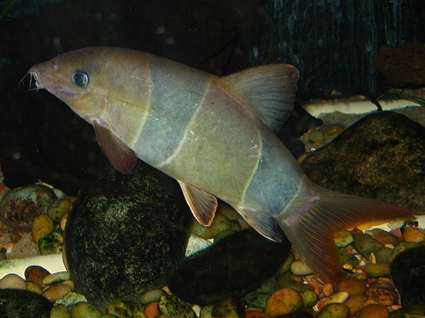 Chromobotia macracanthus grayed out