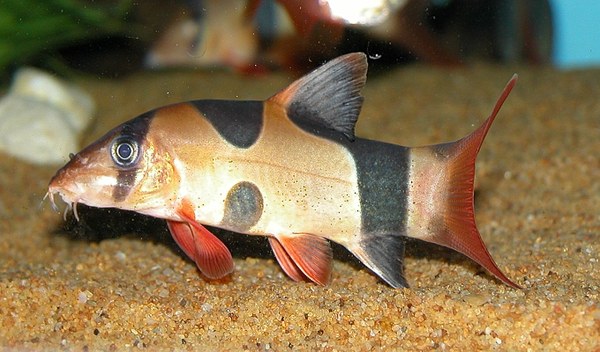 Clown Loach with unusual markings