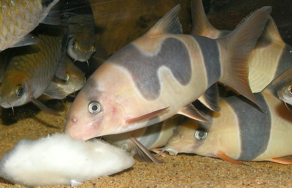 Clown Loach with unusual markings