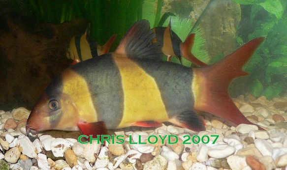 Clown Loach with unusual ray growth in Caudal Fin.