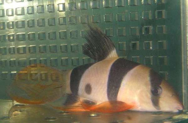 Long-finned Clown Loach