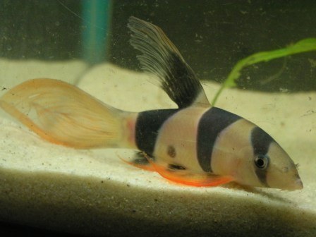 Long-finned Clown Loach Long-finned Clown Loach