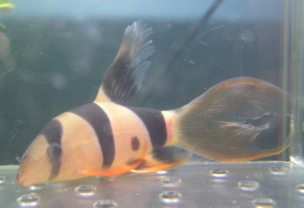 Long-finned Clown Loach