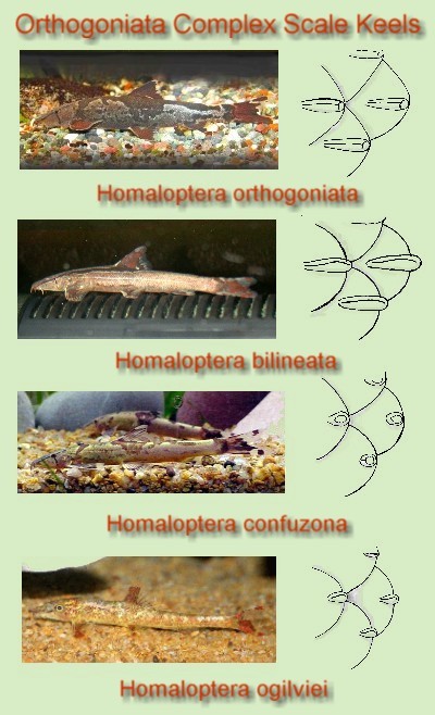 Homaloptera orthogonia Complex Identification by Scale Keels