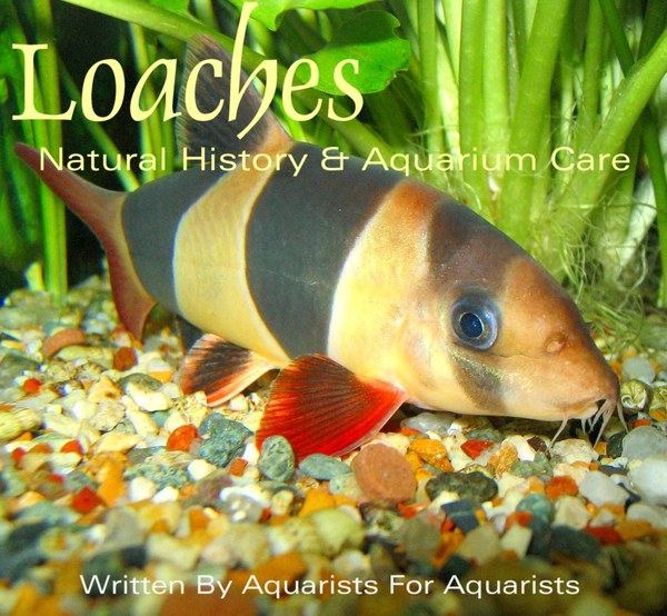 Loach Book Concept Cover