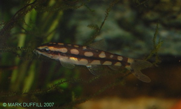 Yasuhikotakia sidthimunki - tank-bred juvenile