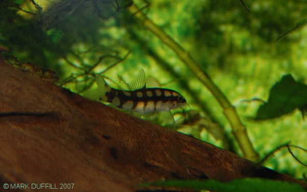 Yasuhikotakia sidthimunki - tank-bred juvenile