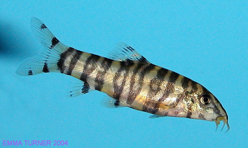 Botia rostrata