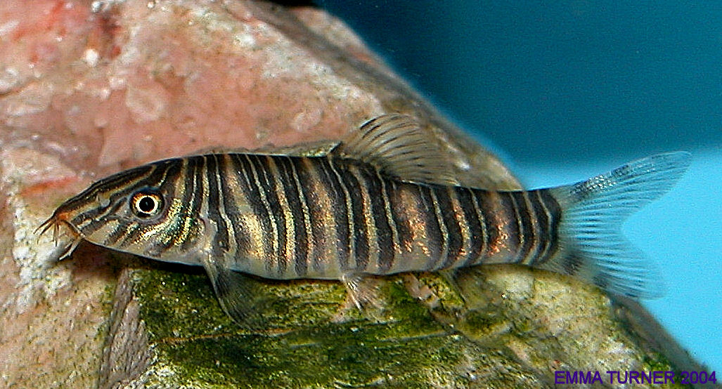 Botia striata