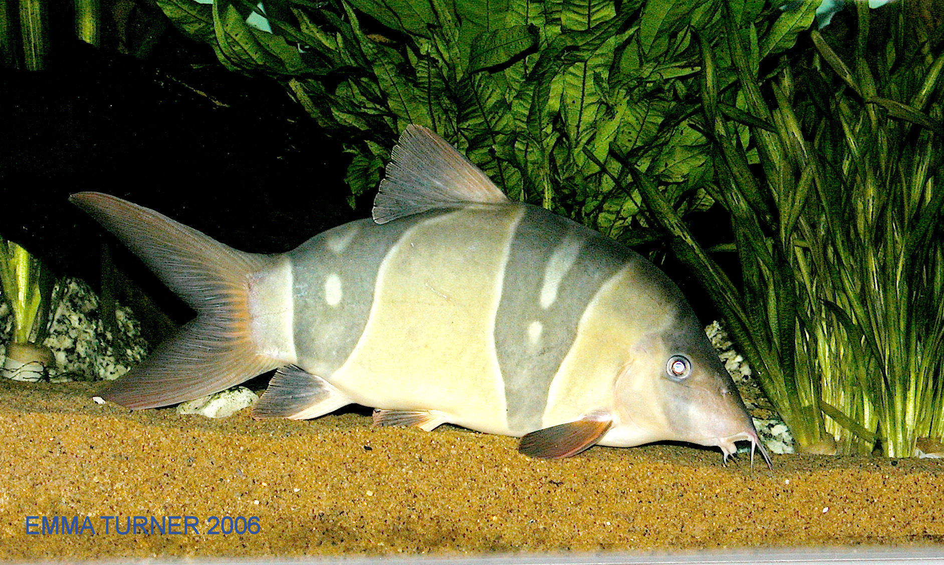 Clown Loach (Chromobotia macracanthus)