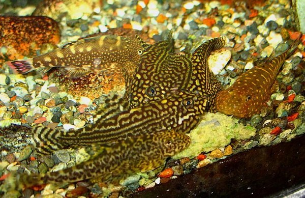 Mixed Hillstream species feeding